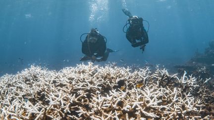 Des coraux victimes du blanchiment dans le récif de Ningaloo, à l'ouest de l'Australie, le 12 mars 2025. (VIOLETA J BROSIG / MINDEROO FOUNDATION / AFP)