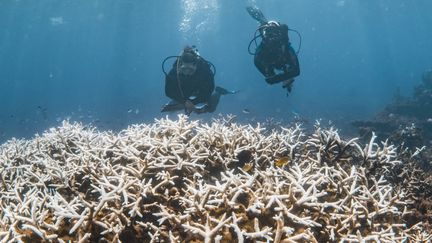 Récif de Ningaloo, au large de la côte ouest de l'Australie, le 12 mars 2025. (VIOLETA J BROSIG / MINDEROO FOUNDATION via AFP)