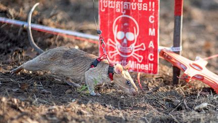 Le rat Ronin, qui a établi un nouveau record du monde en reniflant plus d'une centaine de mines au Cambodge, sur une photo prise le 23 février 2022 et fournie par l'organisation caritative belge APOPO. (APOPO / AFP)