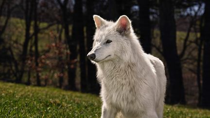 Un succédané de "canis dirus", à l'âge de 5 mois, développé par l'entreprise américaine Colossal Biosciences. (COLOSSAL BIOSCIENCES)