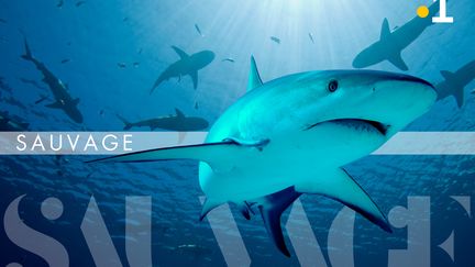 SÉRIE. La vie sauvage en Polynésie : dans la Passe de Tiputa (requins, dauphins, raies) (Mérapi Productions & Bleu Lagon)