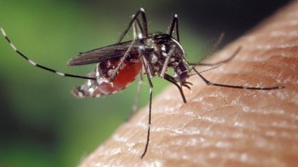 Le moustique ''tigre'' vecteur de la dengue, du zika et du chikungunya (CC0 Fotoshoptof / Pixabay)