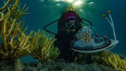 Des expéditions scientifiques soutenues par l'Unesco ont découvert des dizaines d'espèces de coraux thermorésistants dans l'atoll de Tatakoto. (ALEXIS ROSENFELD / UNESCO)