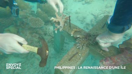 Après avoir restauré une île des Philippines, il s'engage dans "la bataille du corail" pour repeupler les fonds marins (ENVOYE SPECIAL / FRANCE 2)