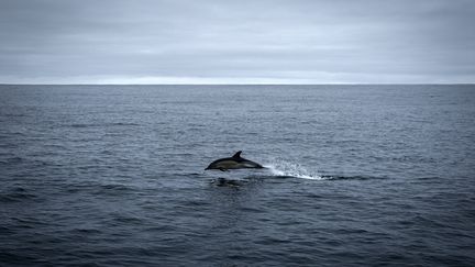 Les eaux qui se situent à plus de 370 kilomètres des côtes ne dépendent plus des juridictions nationales. (Photo d'illustration, le 20 février 2024). (PHILIPPE LOPEZ / AFP)