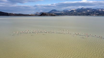 Flamants roses volant sur le lac Yarisli à Burdur, Turquie. Photo d'illustration. (TEMIZYUREK / E+)