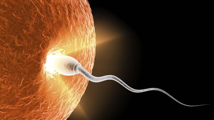 Illustration du début de la vie, quand le spermatozoïde réussit à entrer dans l'ovule. Un programme utilisant l'intelligence artificielle a permis de résoudre une énigme à laquelle il manquait une protéine. (RAYCAT / E+ / GETTY IMAGES)