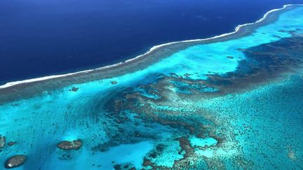 Plus de 80 % des coraux dans le monde subissent un phénomène de blanchissement, dû au réchauffement climatique. Leur préservation est pourtant essentielle, et pas seulement pour la plongée sous-marine. Des expérimentations sont menées, notamment en Polynésie, avec une espèce qui semble résister. (France 2)